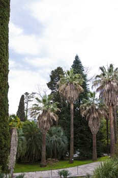 Natural arboretum park in sunny city Sochi
