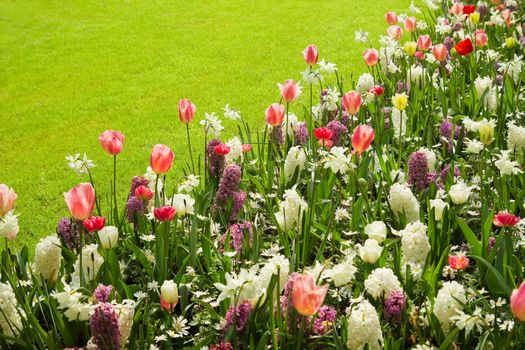Grassfield and border with colorful mix of tulips, hyacinths and daffodils in spring