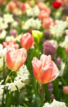 Tulips and daffodils in white and pastelcolors in spring background