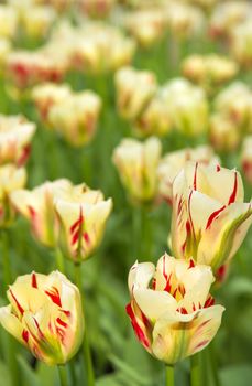 Yellow red flamed tulips blooming in spring
