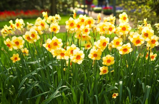 Yellow and orange daffodils blooming in park in spring