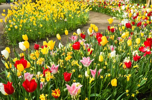 Colorful daffodils and tulips in lots of colors in  park in spring