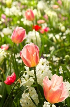 Tulips and daffodils in white and pastelcolors in spring background