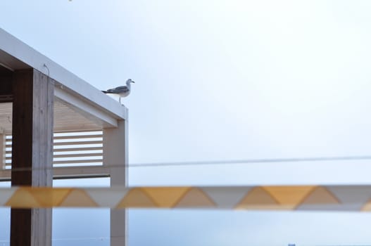 sea bird seagull. nature closeup sit and think