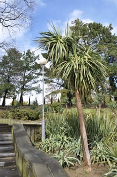 Wild yucca tree in natural surroundings in subtropical