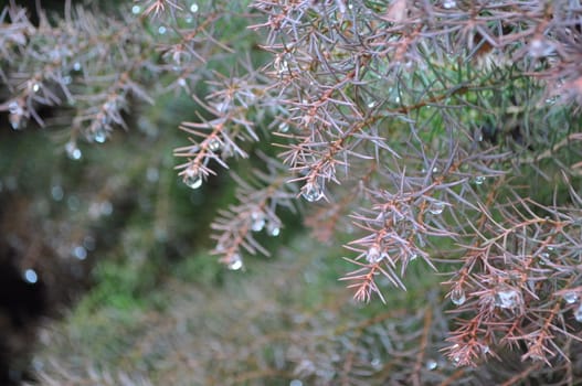 The waterdrops on firtree in winter park