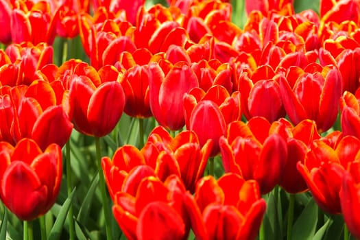 Orange-red tulips in spring background