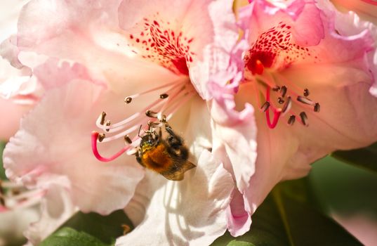 Pink Rhododendron flowers with bumble bee in spring