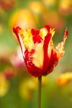 Red and yellow parrot tulip blooming  in tulip field in spring