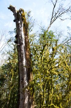 The boxen rare forest in the subtropical