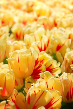 Big and heavy flowers of yellow red flamed tulips blooming in spring