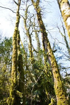 The boxen rare forest in the subtropical