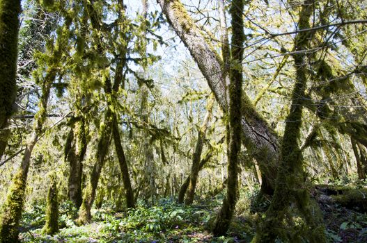 The boxen rare forest in the subtropical