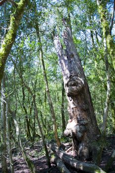 The boxen rare forest in the subtropical