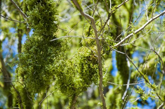 The boxen rare forest in the subtropical