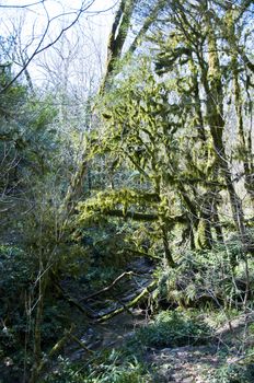 The boxen rare forest in the subtropical