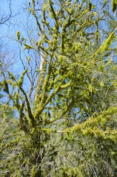 The boxen rare forest in the subtropical