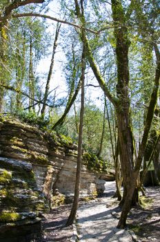 The boxen rare forest in the subtropical