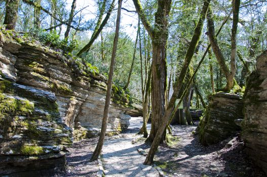 The boxen rare forest in the subtropical