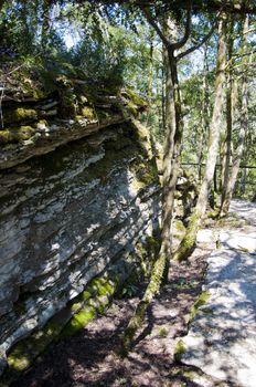 The boxen rare forest in the subtropical