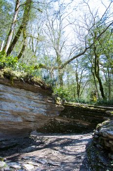 The boxen rare forest in the subtropical