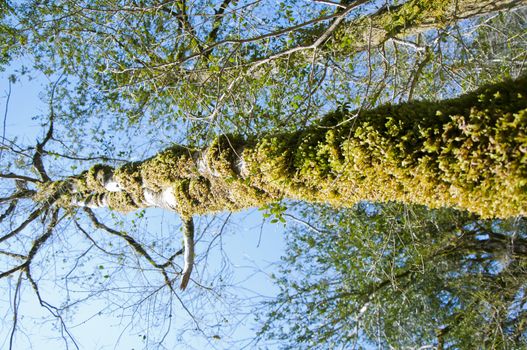 The boxen rare forest in the subtropical