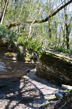 The boxen rare forest in the subtropical