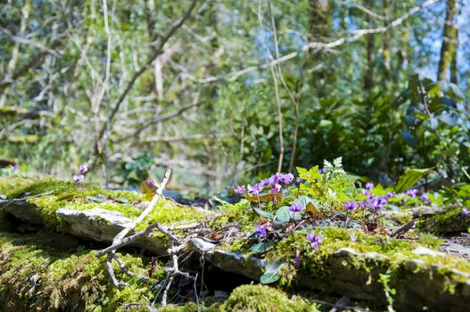 The boxen rare forest in the subtropical