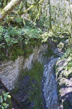 The boxen rare forest in the subtropical