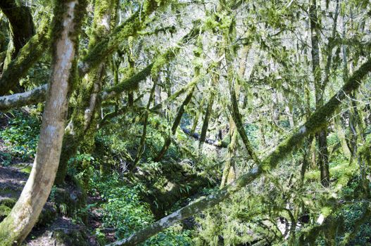 The boxen rare forest in the subtropical