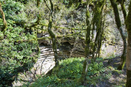 The boxen rare forest in the subtropical