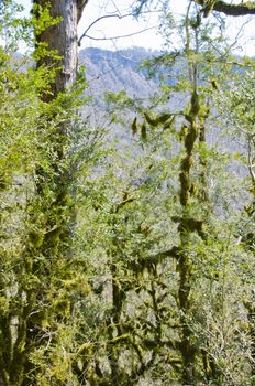 The boxen rare forest in the subtropical