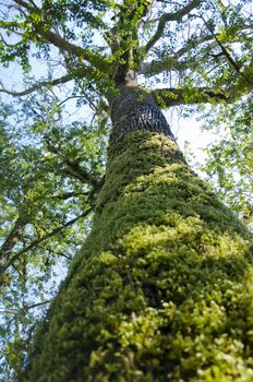 The boxen rare forest in the subtropical