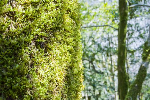 The boxen rare forest in the subtropical