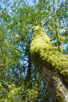 The boxen rare forest in the subtropical