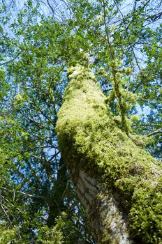 The boxen rare forest in the subtropical