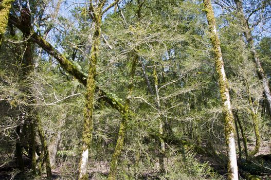 The boxen rare forest in the subtropical