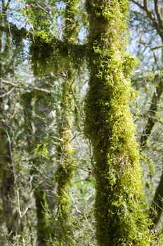 The boxen rare forest in the subtropical