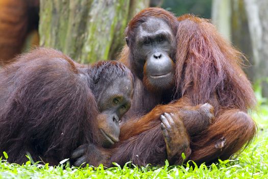 Orangutan in the jungle in Borneo, Malaysia