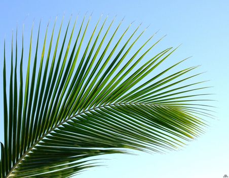 Palm leaf on the beautiful islands of the Maldives