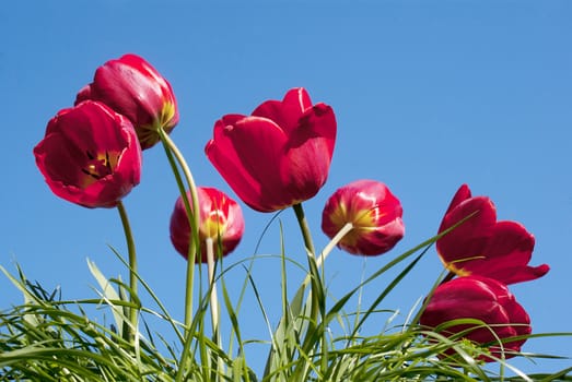 Spring red tulips over blue sky in green grass