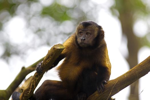 Brown Capuchin Monkey in the Brazilian forest