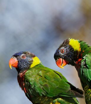 Pair of green, black, yellow feathered orange beaked Lorikeets