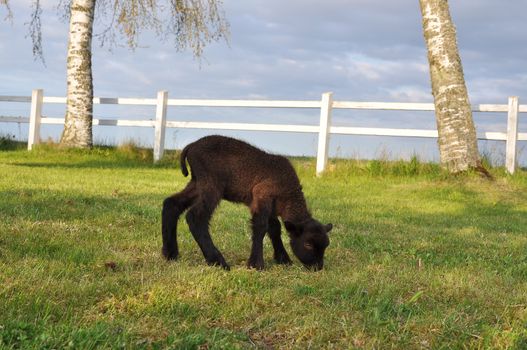 Brown lamb on green grass discovering the new world.