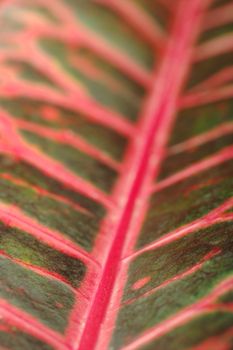 Macro of a pinkish-reddish and green colored long leaf with vein (Selective Focus)