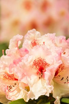 Rhododendron flowers in spring background