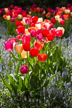 Colorful tulips and lightblue common grape hyacinths in spring