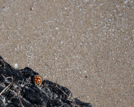 A ladybug rests on a charred piece of firewood in Ontario's Sandbanks Provincial Park.
