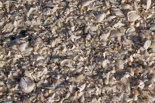 Shells on the shore of Lake Ontario.