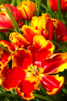 Parrot tulips in red and yellow in spring sunshine